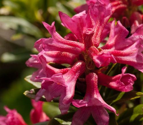 Alla fioritura della rosa alpina a Stulles